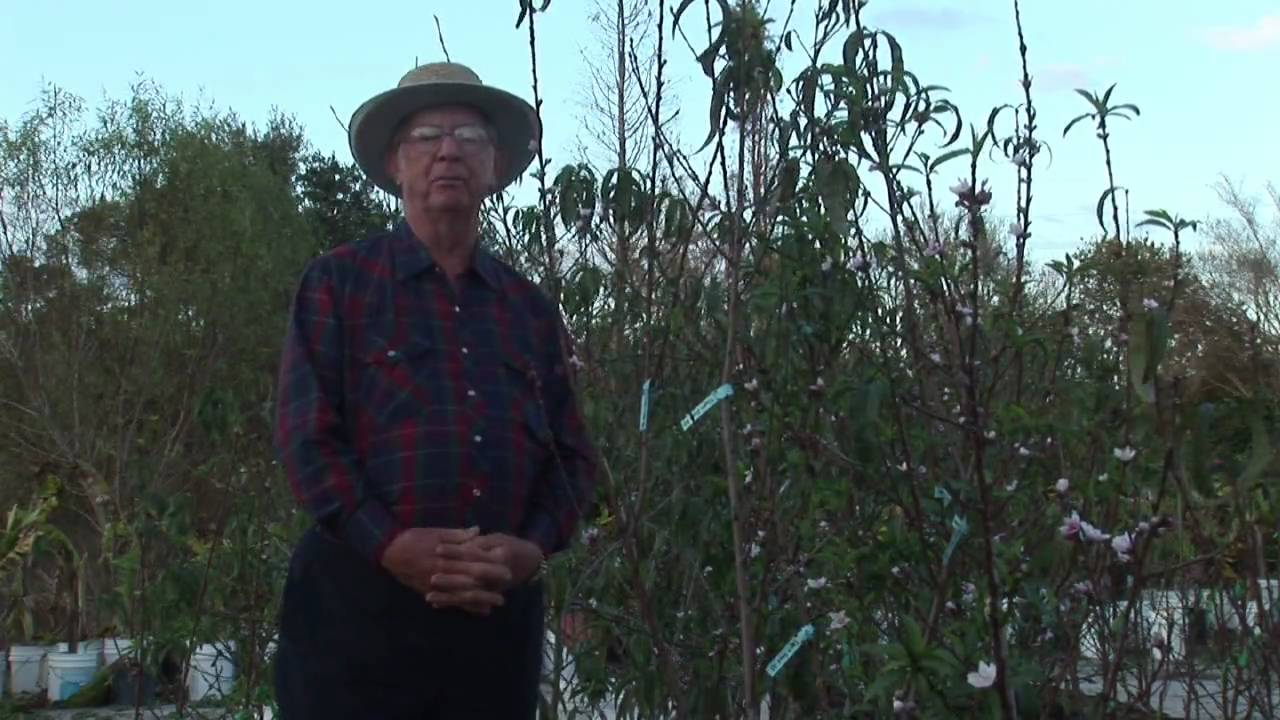 How to Grow Peach Trees : When Is the Best Time to Plant Peaches?