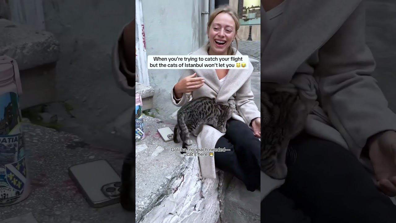When you reach out to a cat in Turkey&hellip;#IstanbulCats #CatsofTurkey #FunnyCats #CatTok #FYP
