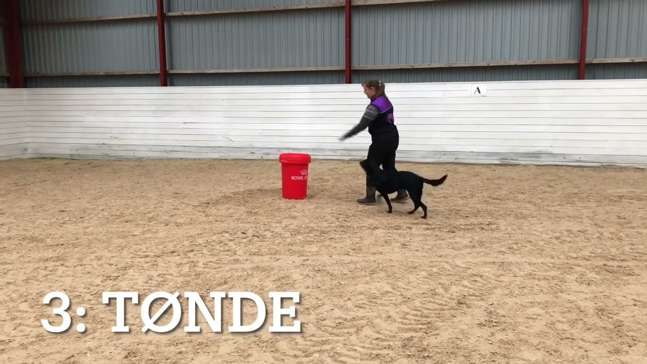 Sirius Hoopers begynder stjerne - Selma
