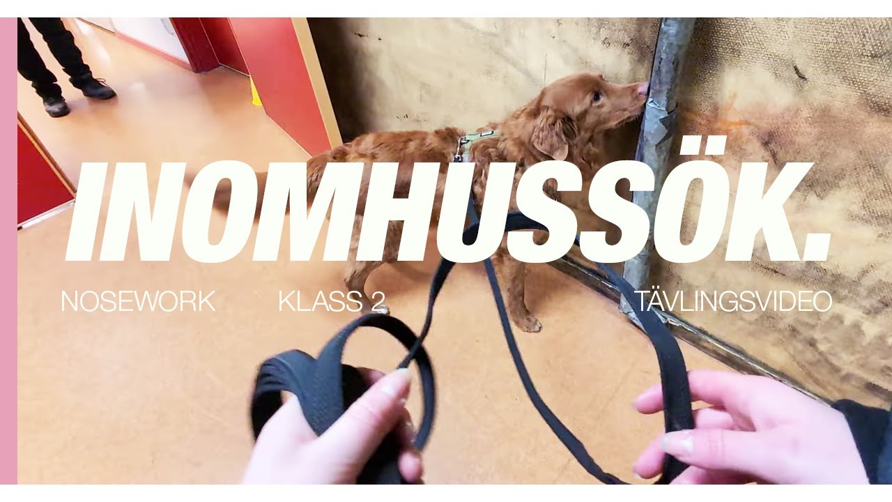 Vår första klass 2 inomhus!🏠 - Tävlingsvlogg nosework
