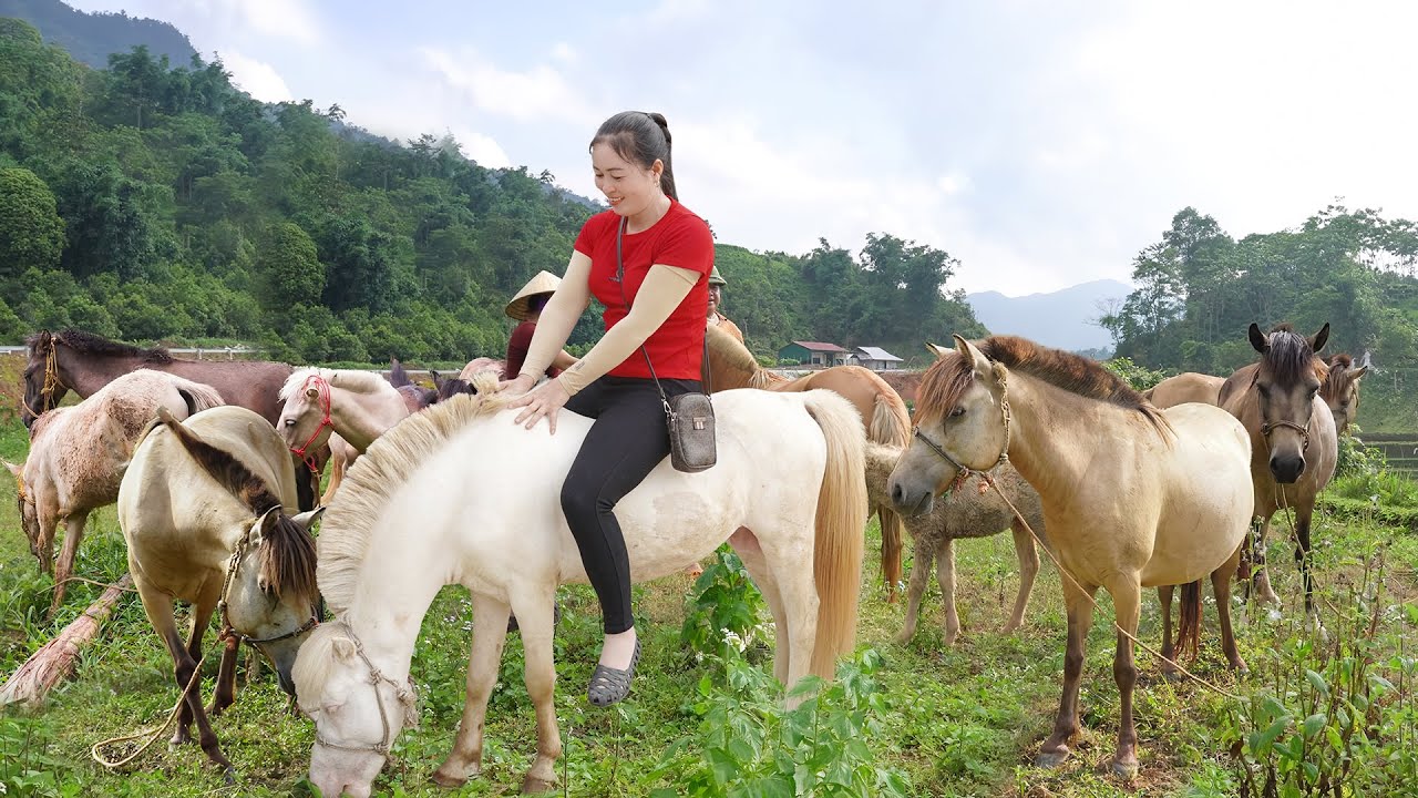 Use Truck To Buying Many Horses from Villagers Goes To Market Sell - Daily Farm
