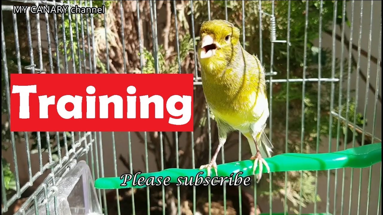 Wonderful Canary singing - LIVE HD TRAINING