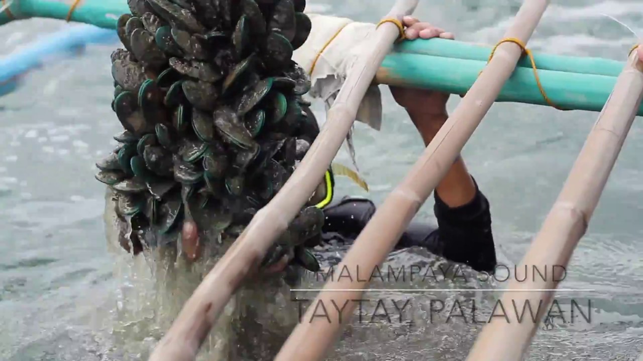 DOST-PCAARRD Industry Strategic Science and Technology Program for Mussel