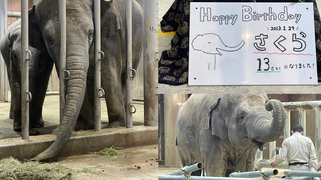 さくら誕生日会🎂13才🎉雪降るアジアゾウ舎でお祝い【東山動植物園】