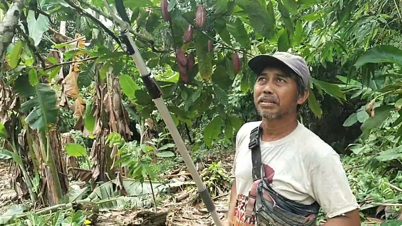 Pohon Kakao lokal 
