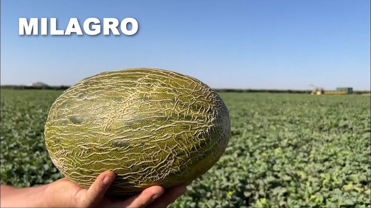 MILAGRO es el MEL&Oacute;N 🍈 PIEL DE SAPO para recolecciones de AGOSTO