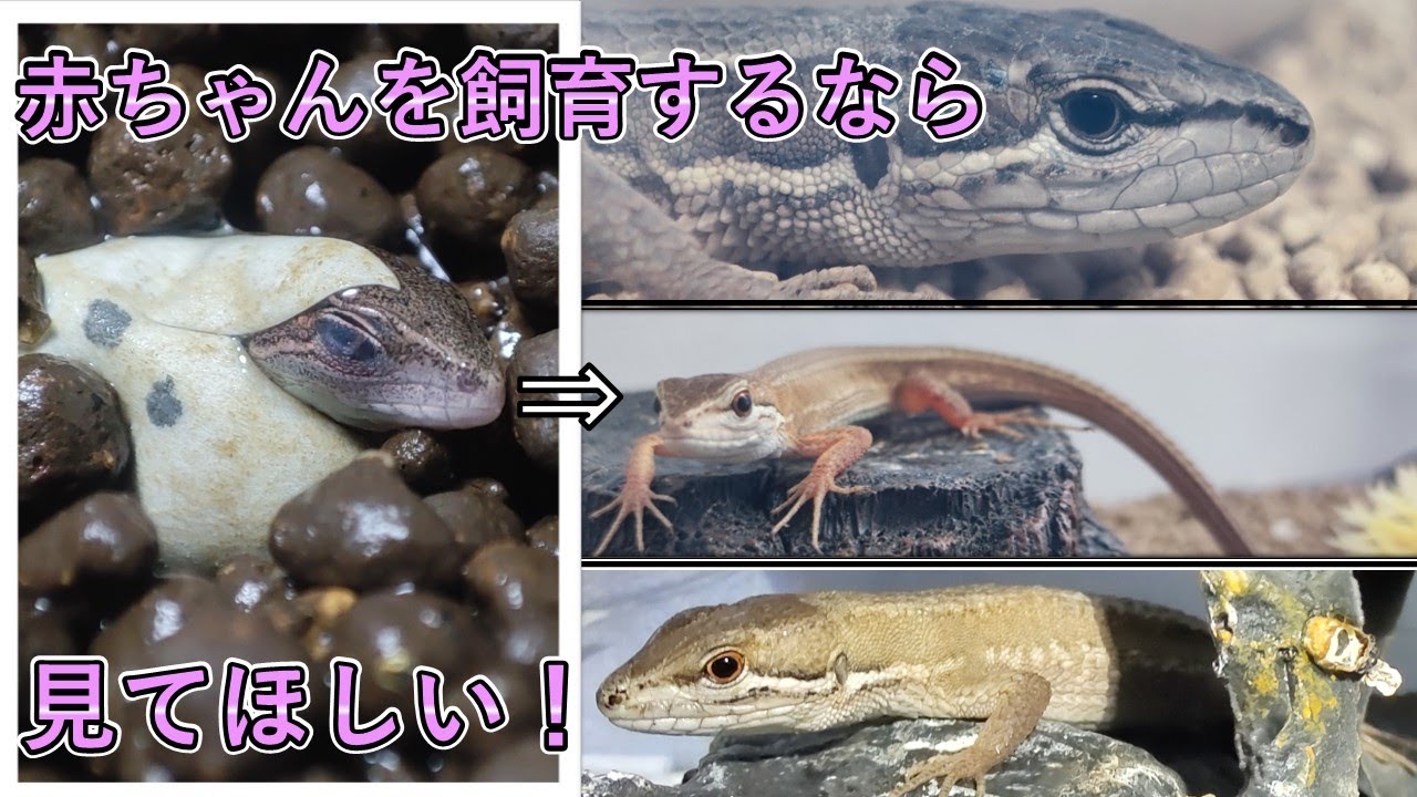 カナヘビ赤ちゃんの飼育のコツ【育てるならまず見てほしいコツ・餌を紹介】