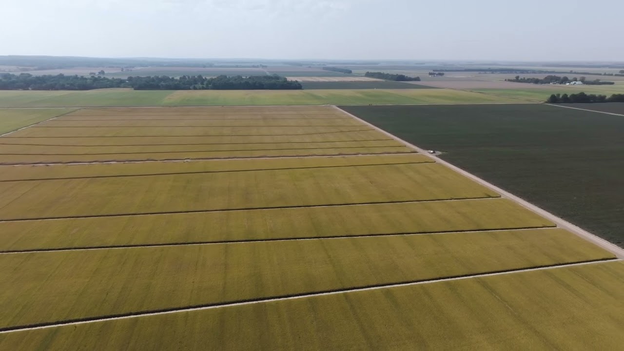 Adoption of Provisia Technology in the Upper Delta Region