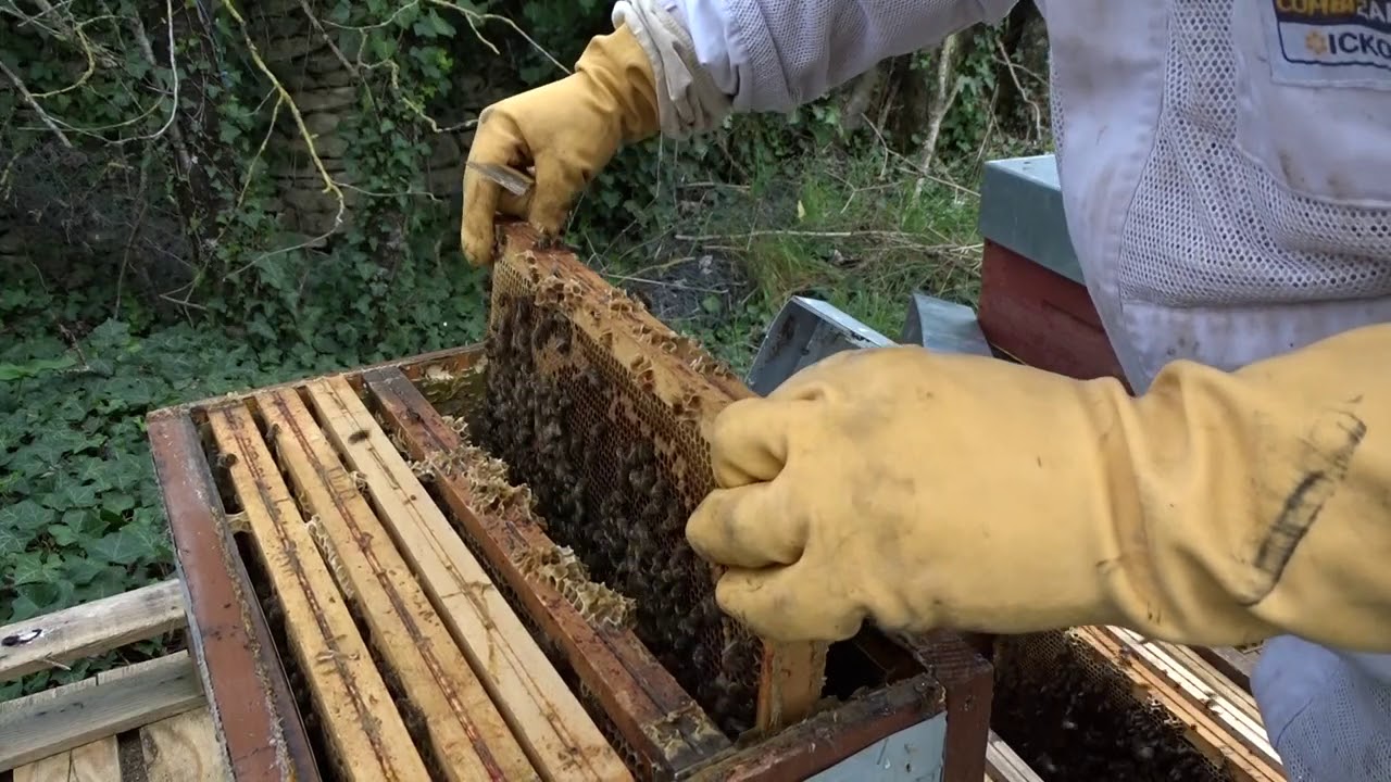 3eme episode Culture Api 79370 FRESSINES  transfert d'une ruchette dans une ruche