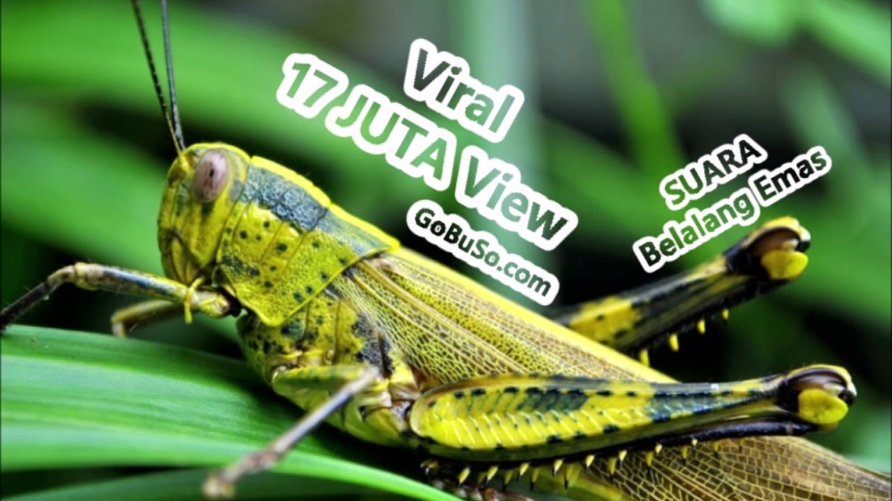 Suara Belalang Emas Mp3 -  Download Suara Belalang Emas Durasi Panjang Tanpa Jeda Gemericik Air!
