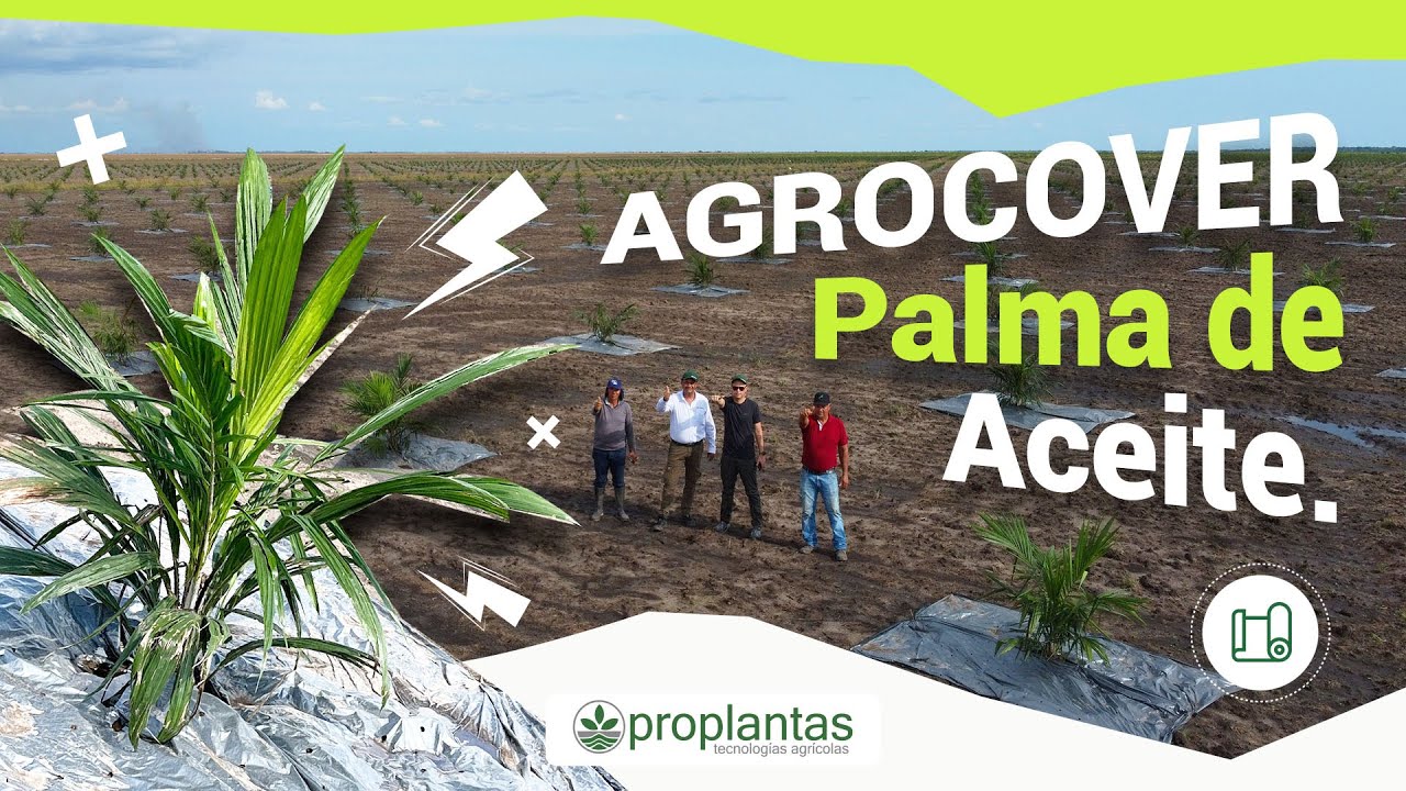 🌴¿Buscas incrementar la productividad de tus palmas de aceite? AgroCover📈 | Proyecto La Cocotera SAS