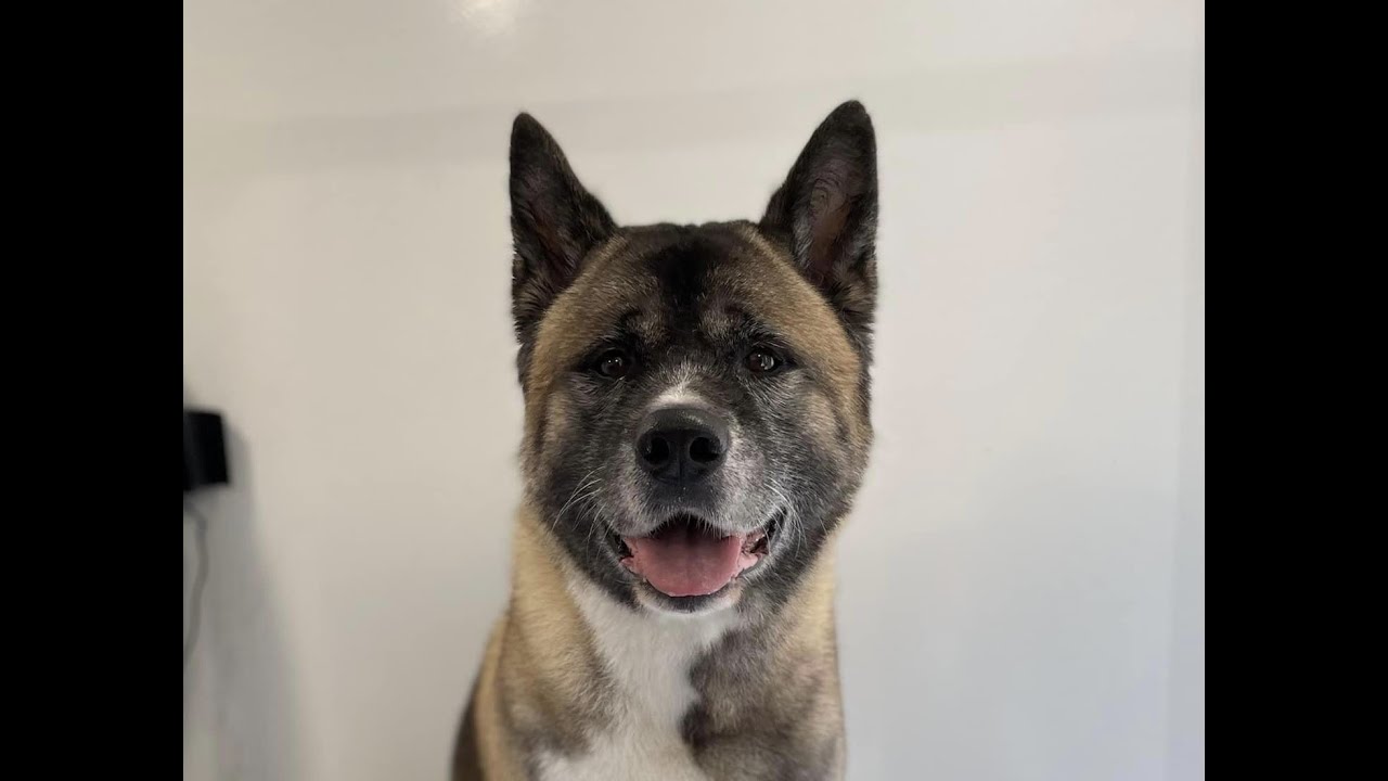 Akita | Full De-shed (So much undercoat!) | Dog Grooming