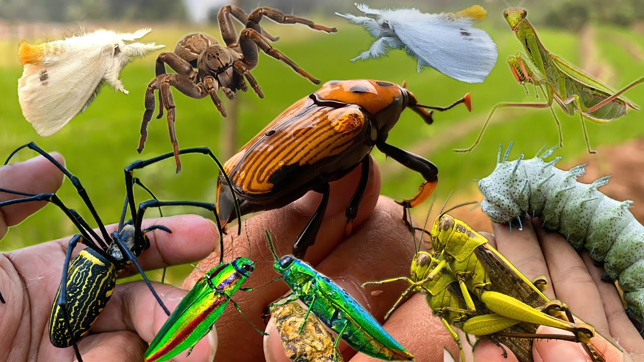 Insect Adventures: Explore a Small, Amazing World
