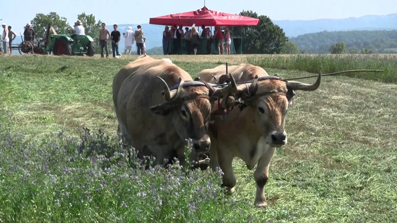 Attelage de boeufs 2011.m2ts