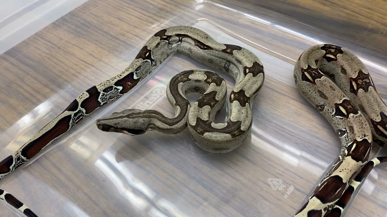 Как я ухаживаю за своим детёнышем гайанского краснохвостого удава