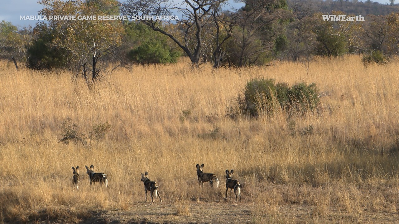 Wild dog & rhino drama
