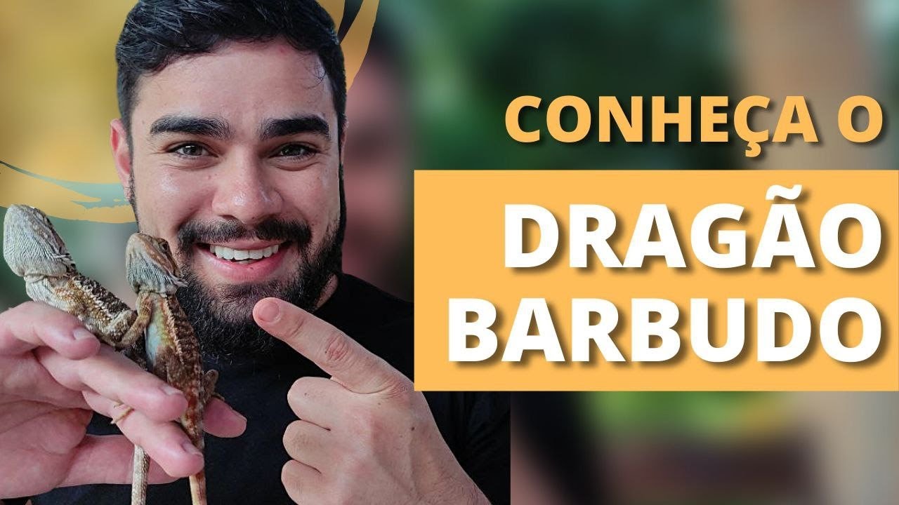 Conheça o Dragão barbudo (Pogona vitticeps)