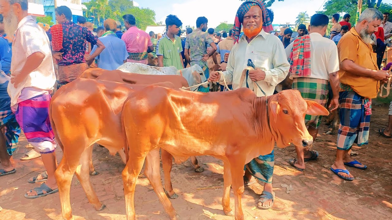 ১৬/০৮/২৫/ প্রচুর চাহিদা সম্পূর্ণ শাহীওয়াল জাতের ষাঁড় বাছুর গরুর দাম দর জানুন জয়পুরহাট নতুন হাট থেকে
