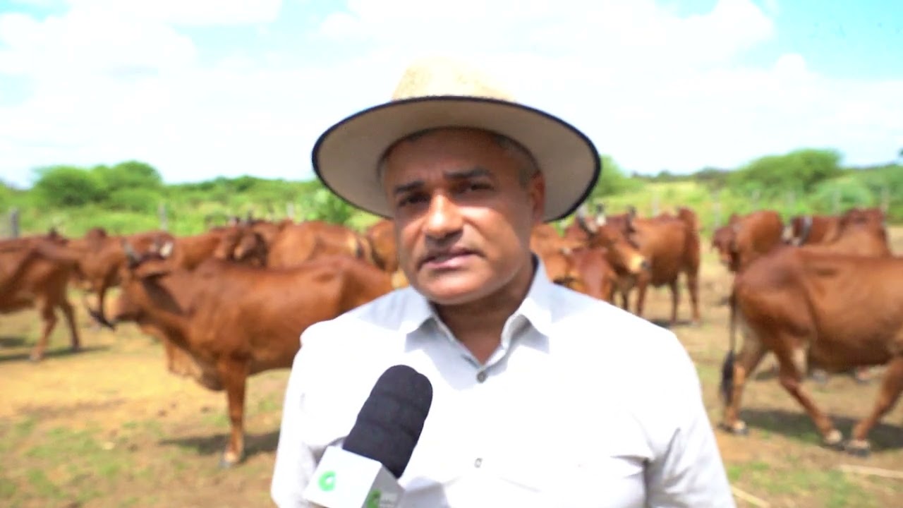 CONHEÇA A GENÉTICA DO GADO SINDI MANTIDA INTACTA HÁ 71 ANOS PELA EMBRAPA