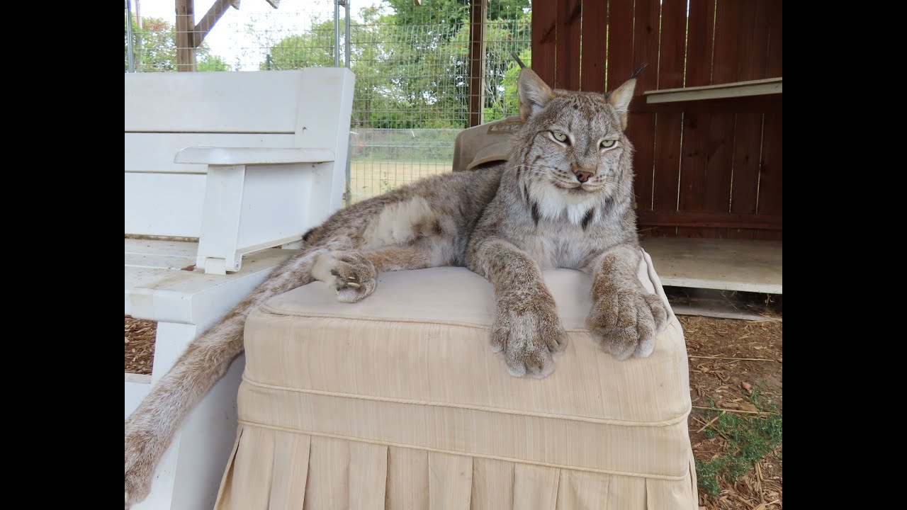 Max Canada Lynx New Enrichment