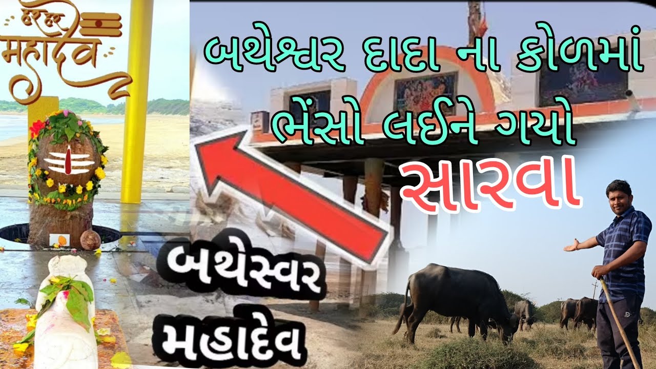 આજે તો બતેશ્વર દાદા ના કોળમાં ભેંસોને લઈને ગયો ભેસો સારવા