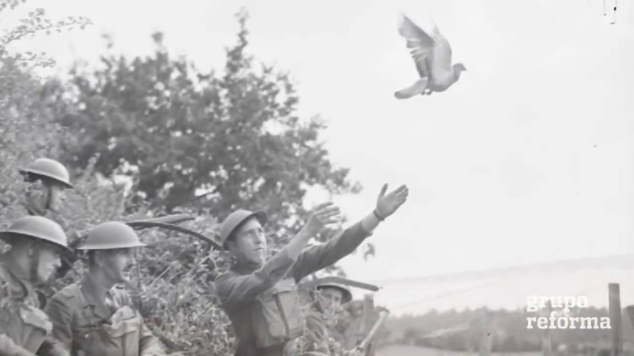 Vuelven a palomas mensajeras... ¡atletas!