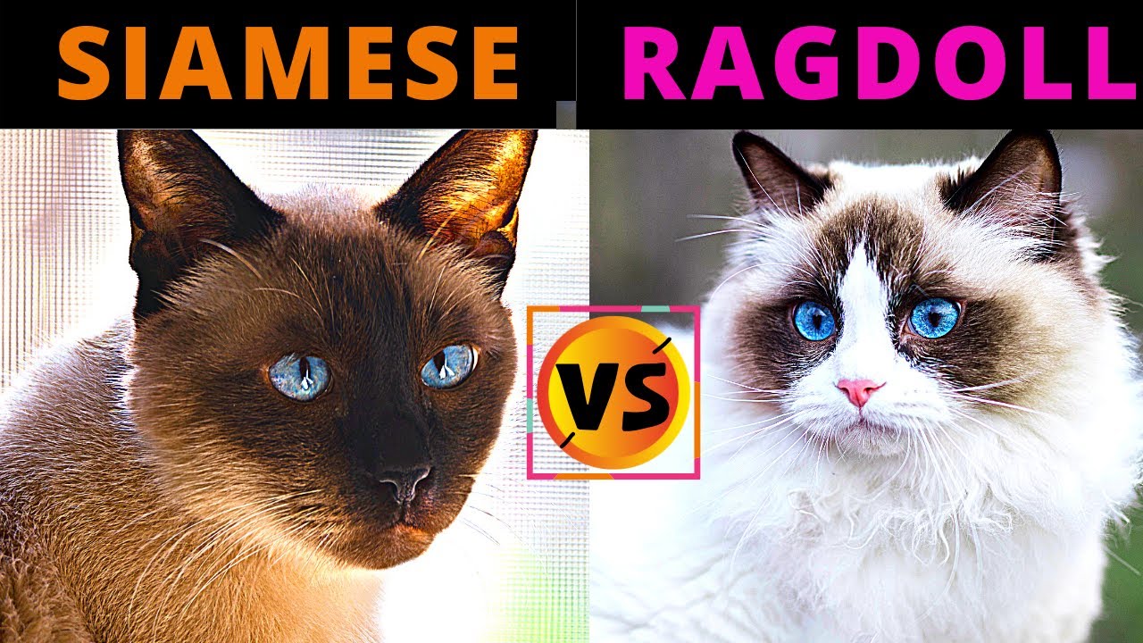 Siamese Cat VS Ragdoll Cat / Cat Breed Comparison / Which One Should You Choose?