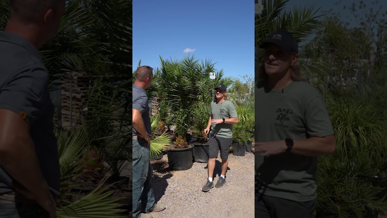 Best Palms for Arizona #palmtree #desertliving #azliving #treecare