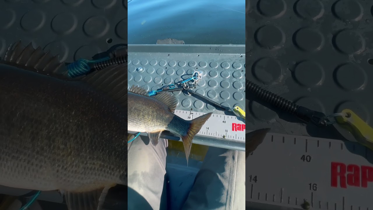 Otay Lake Bass #sdfishing #fishing #fishingisacontactsport #bassfishing #saltytoadfishing #fish