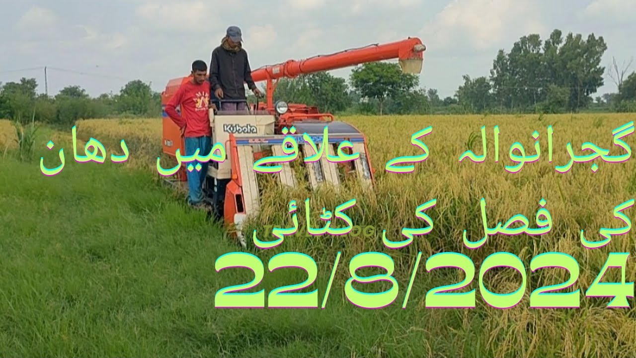 Dhaan ki fasal ki katai/Rice cropping/