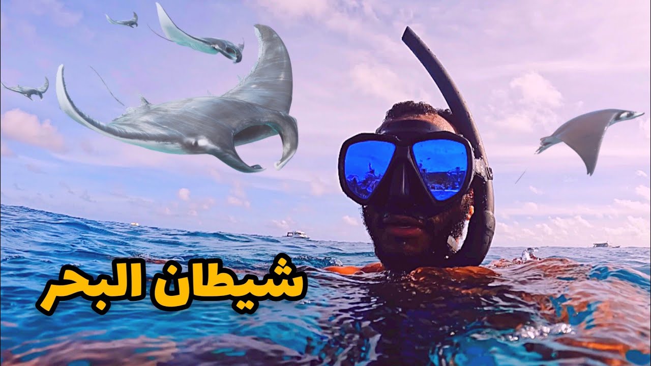 مغامرة مع اغرب واكبر رأس سمكية.ومعرضة للانقراض..في المالديف free diving and snorkling with Manta.😱