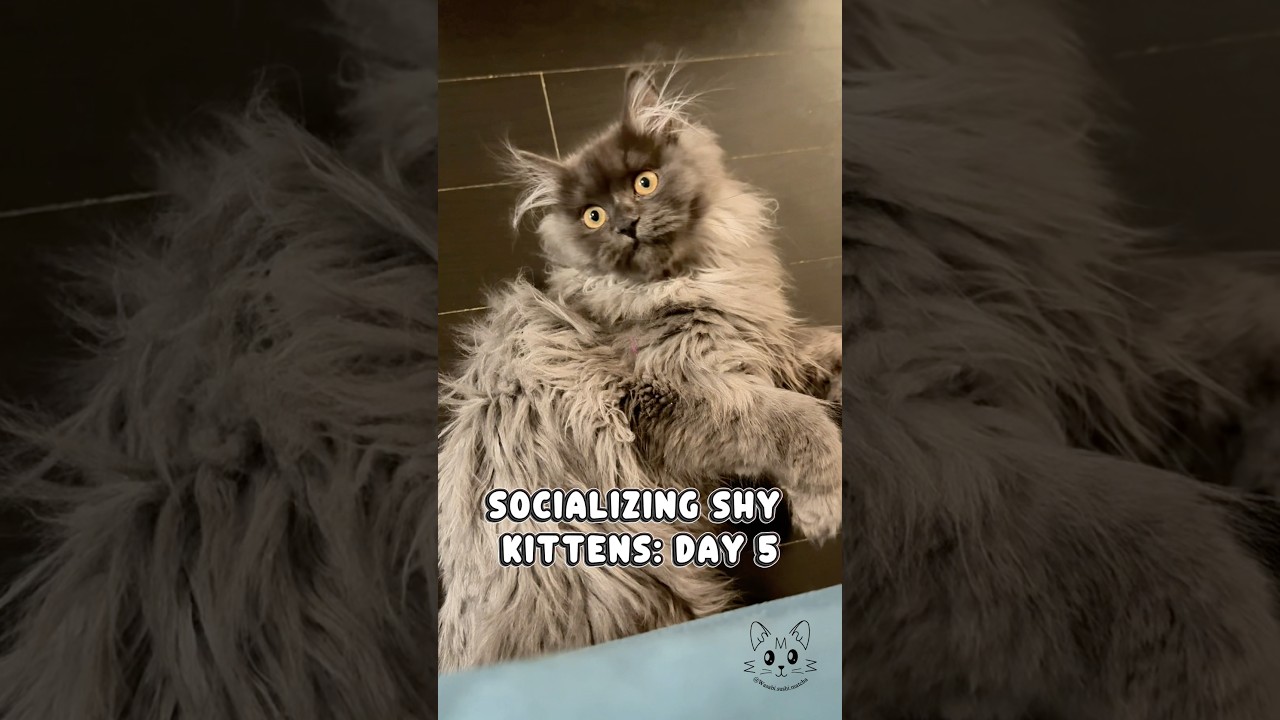 They&rsquo;re becoming playful floofballs 🥹