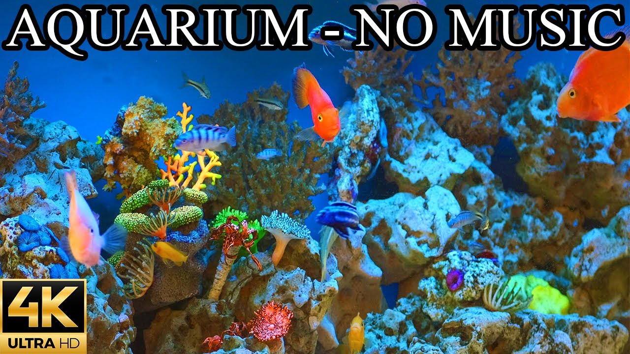 AQUARIUM 4K Coral Reef 4K Aquarium NO Music NO Ads - 8 Hours | Aquarium Sounds For Sleeping