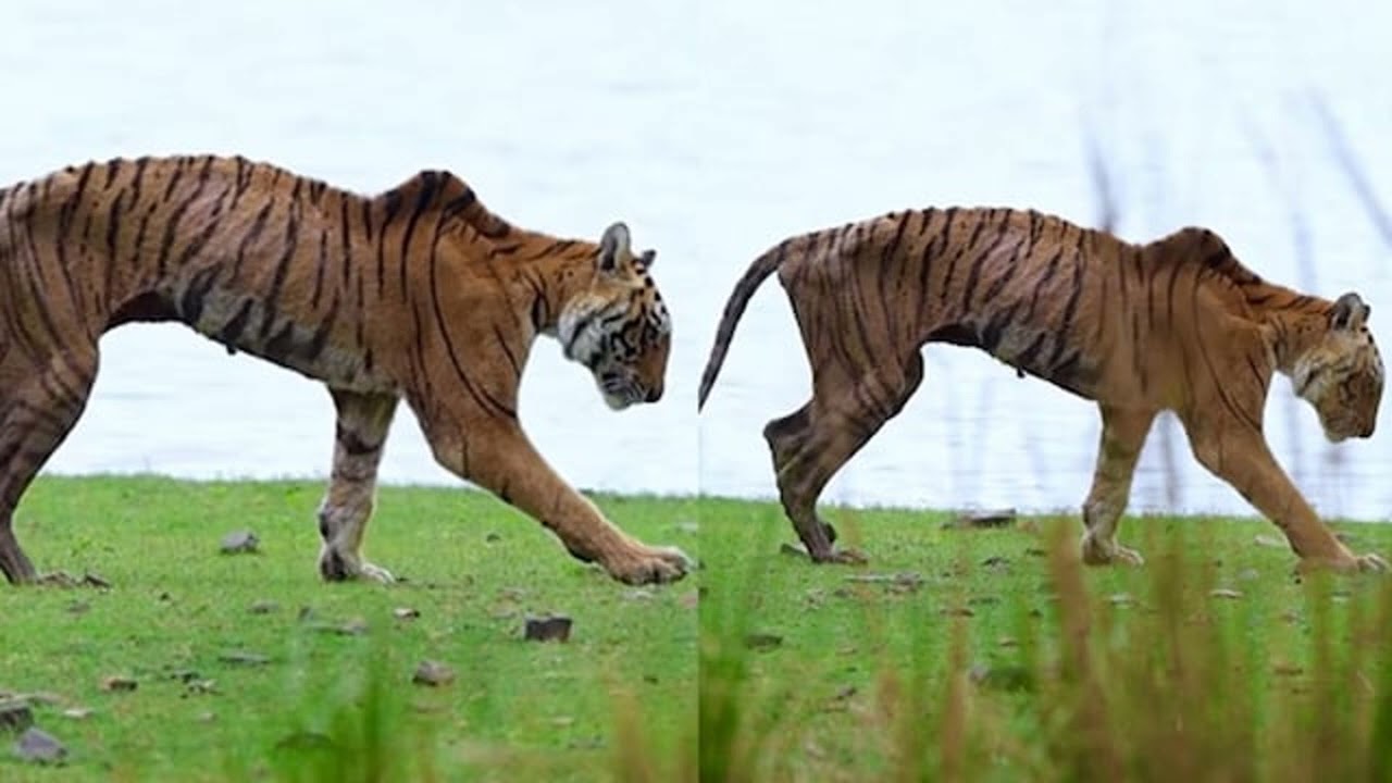 Ranthambore Tigress Arrowhead Dies At 14 Watch Her Last Walk