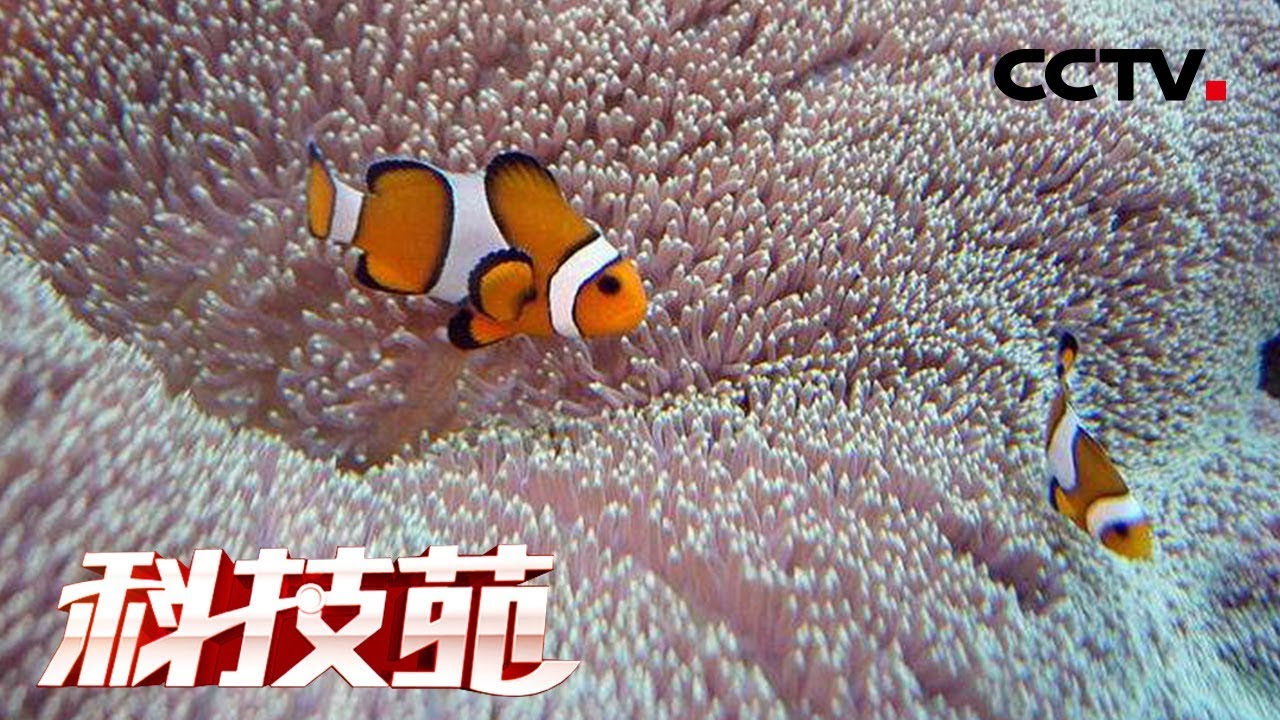 《科技苑》 20180604 盖瓦房 娶新娘 妙招养出惊艳小丑鱼 | CCTV农业