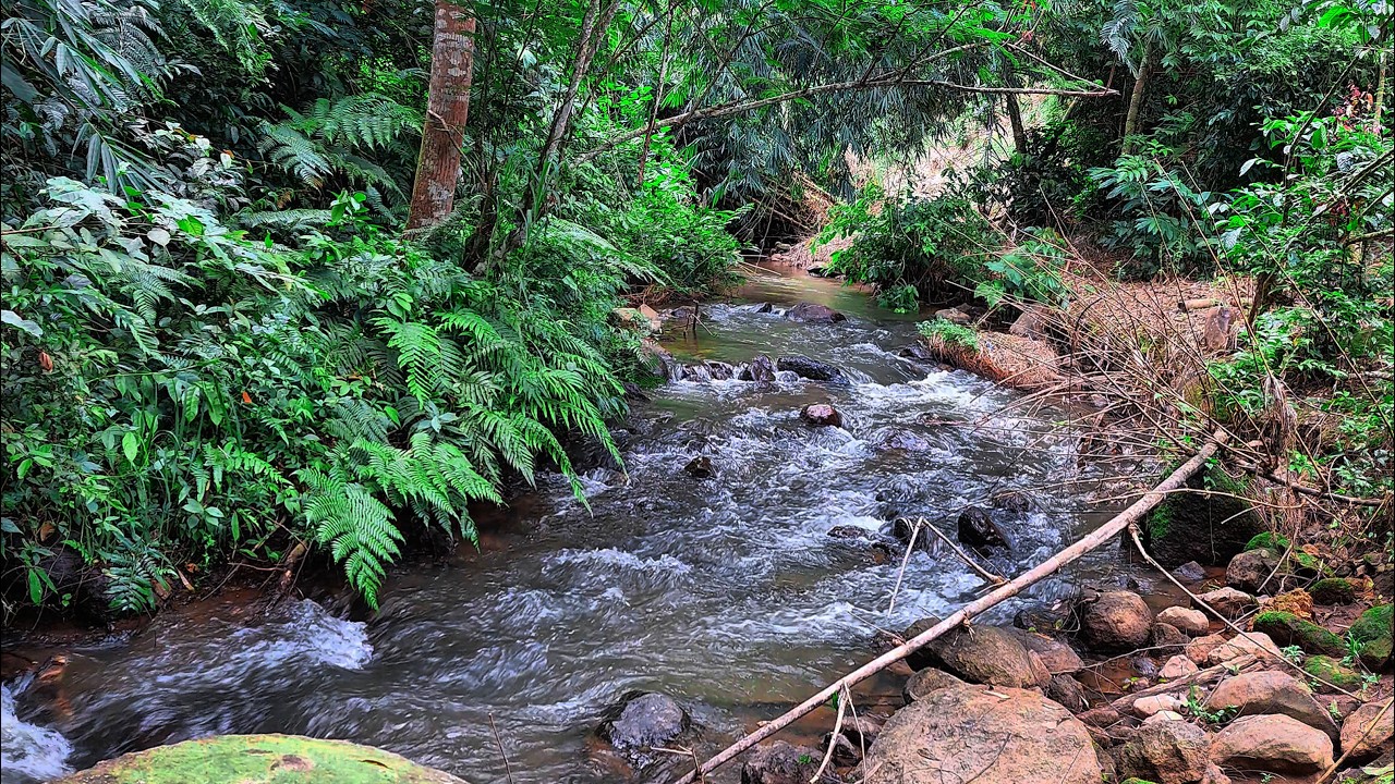 Fall Asleep Fast with Serene Sounds Of A Beautiful Forest River Flowing Graceful Lead You To Peace