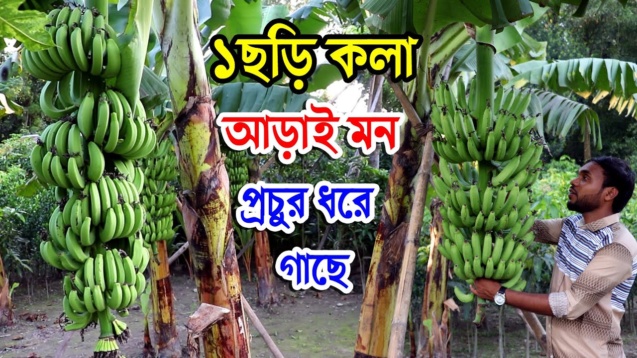কলা চাষে টেকনোলজি ব্যবহার দেশের মাটিতে জি-নাইন কলা কোটি টাকার সম্ভাবনা | জি-নাইন কলার আবাদ