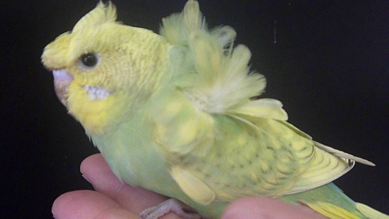 羽衣セキセイインコ＆セキセイインコ　LOVEBIRDFUKUOKA（ラブバードフクオカ）　2016．5．30