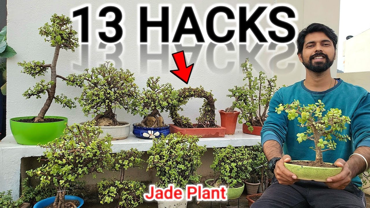 13 Gardening Hacks for JADE PLANT | Jade Plant Bonsai & care