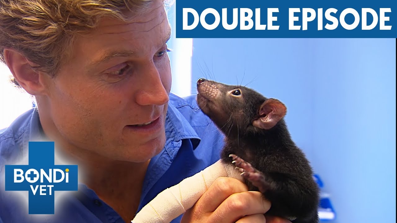 Vet Makes a Cast For Naughty Baby Tasmanian Devil | Bondi Vet