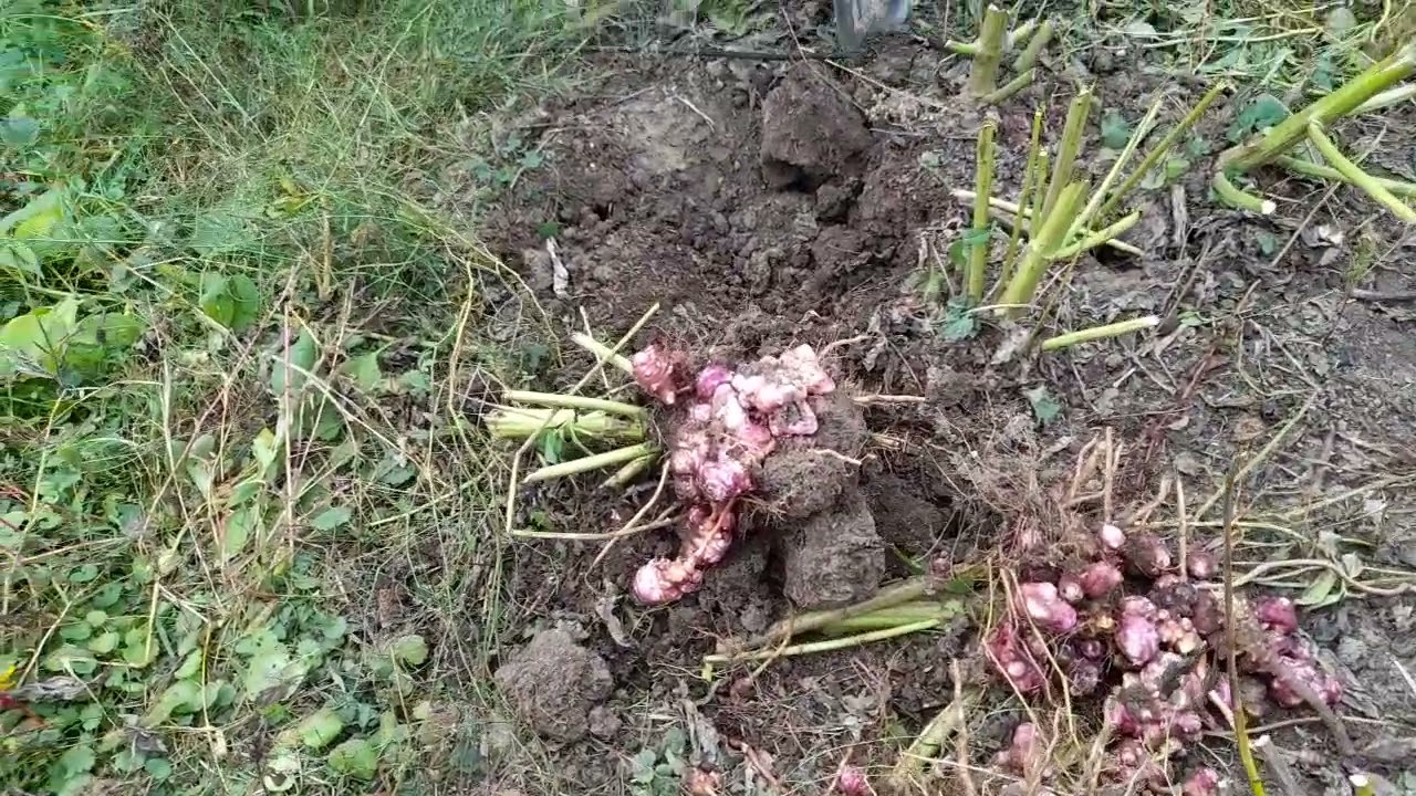 Leguma cu cea mai mare productivitate pe metru patrat