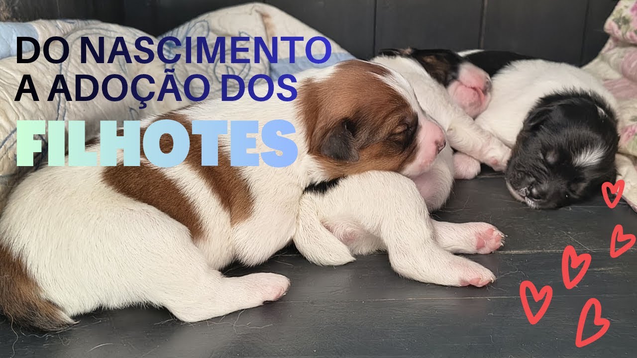 FILHOTES DE CACHORRO - DO NASCIMENTO A ADOÇÃO 🥹🐕🐕🐕