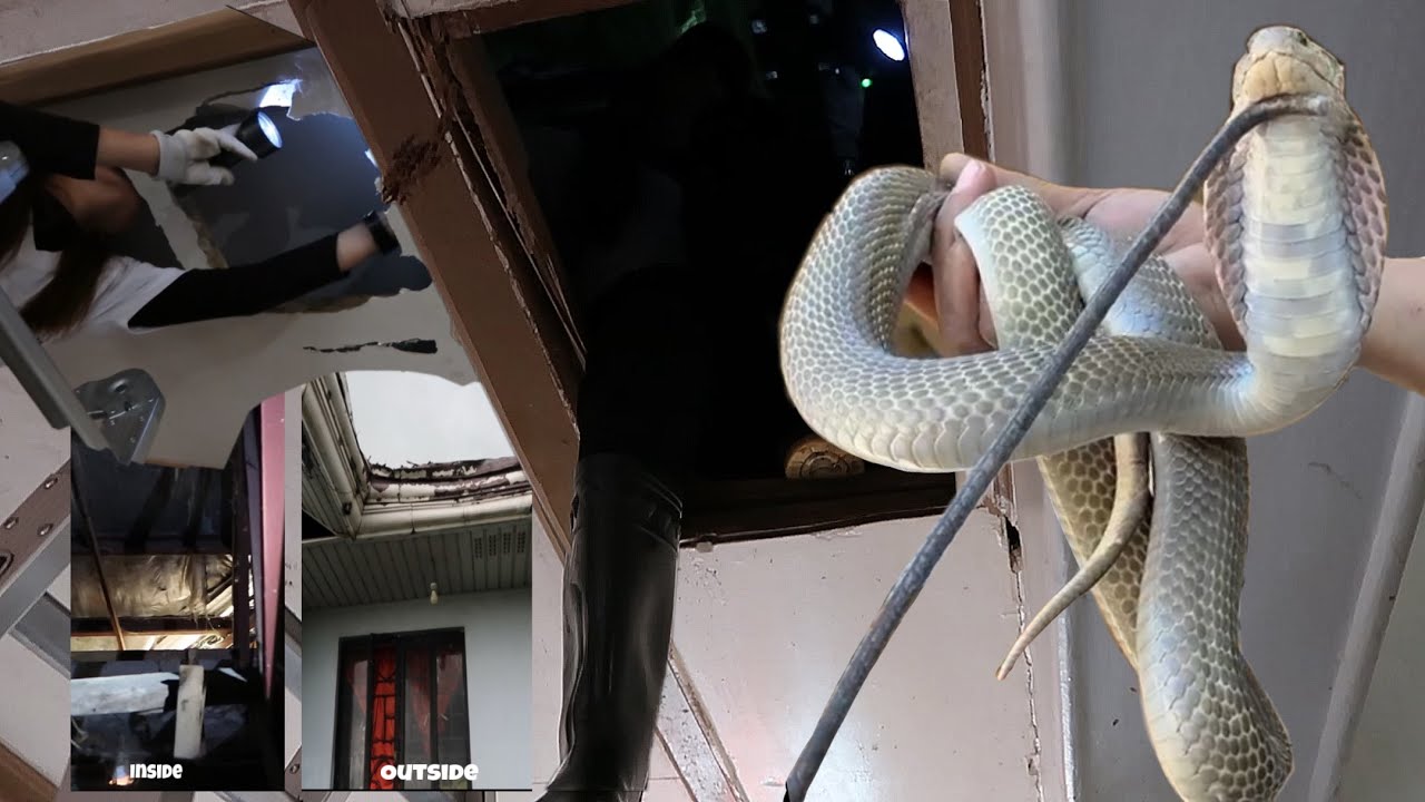 COBRA PALA ANG NARIRINIG SA KISAME NG BAHAY NILA #princesstuklaw #rodharingtuklaw