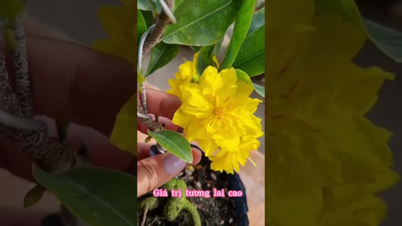 Mai giống C&uacute;c T&acirc;n Ch&acirc;u 20 _ 36 C&aacute;nh, B&ocirc;ng Ch&ugrave;m #short