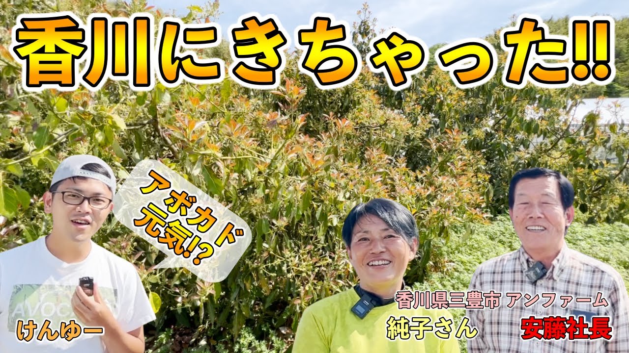 香川県で露地栽培アボカド！冬明けの様子！越冬はできたの？①【アンファーム 安藤社長 純子さん】Outdoor cultivation avocado in Kagawa Prefecture!