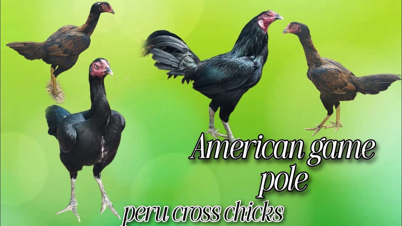 //KVR BREEDES#thanks to all#peru cross chicks#bhimavaram CHICKS#KVR BREEDERS.