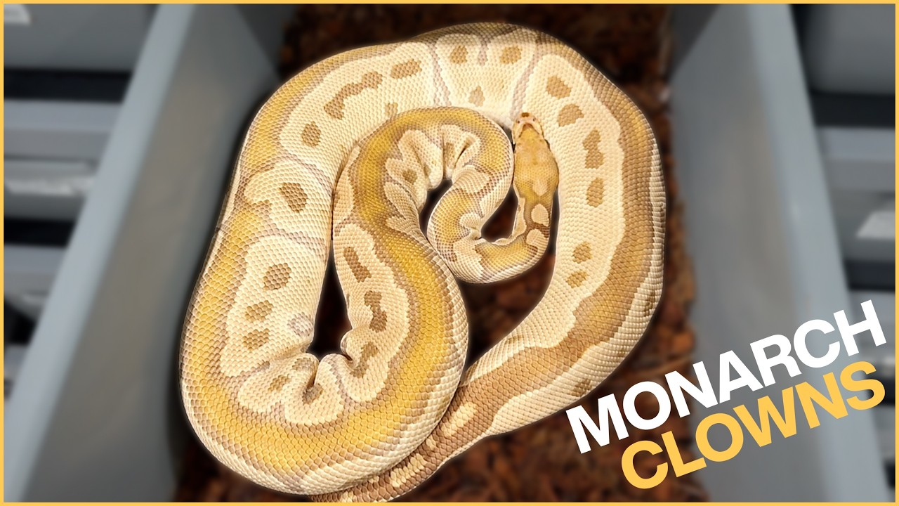 AWESOME ODDS!!! Monarch Project at Showcase Serpents!