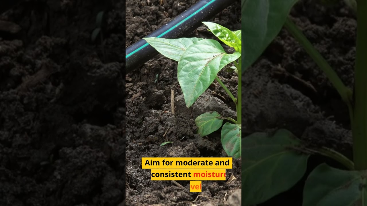 Red Sage Root Dan Shen  Enhances circulation promotes heart health reduces inflammation