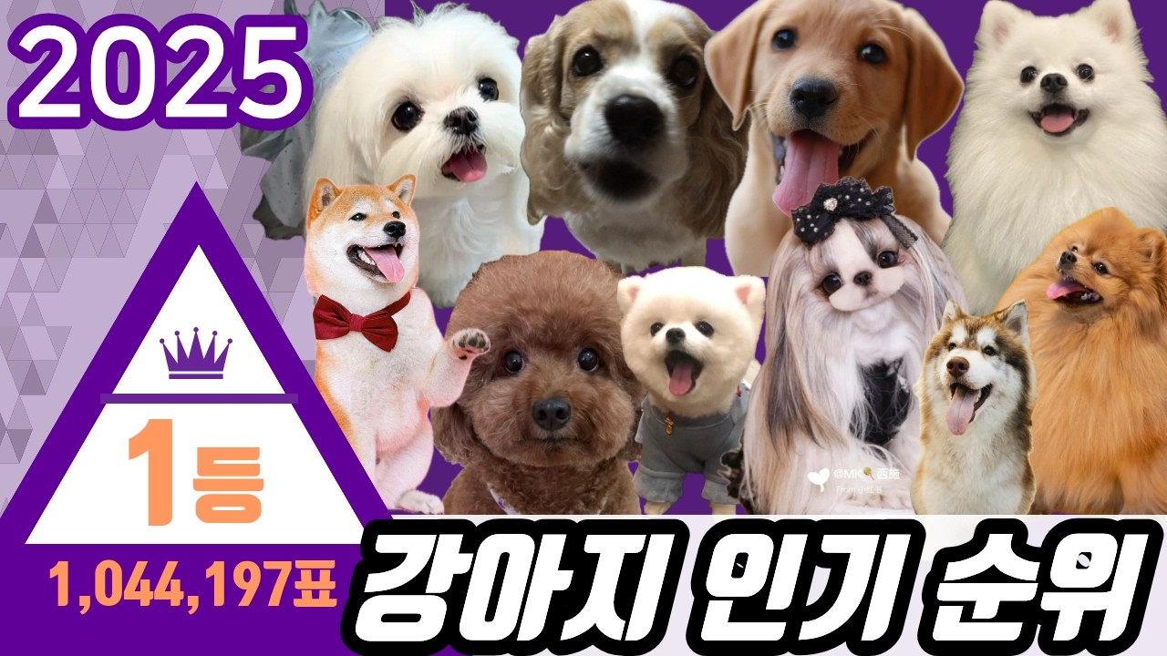 가장 인기 많은 반려견 TOP7 - 키우기 좋은 강아지 순위 / 강아지 종류별 특징, 성격, 주의점 / 강아지 인기 순위