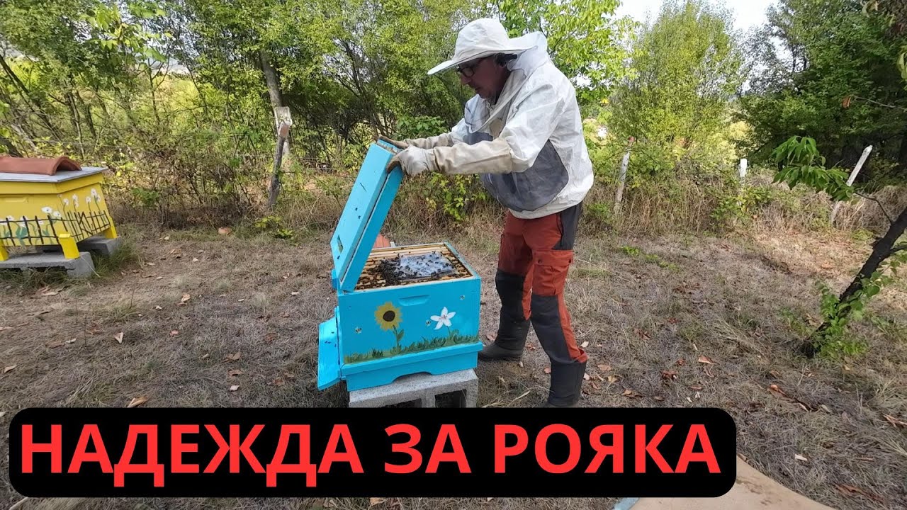 НАДЕЖДА ЗА РОЯКА